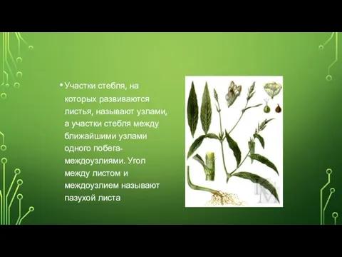 Участки стебля, на которых развиваются листья, называют узлами, а участки