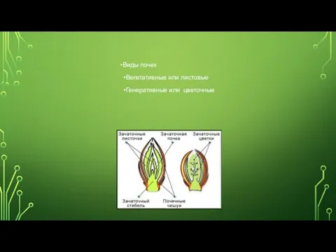 Виды почек Вегетативные или листовые Генеративные или цветочные