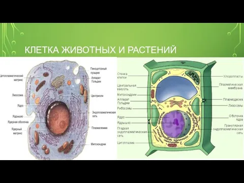 КЛЕТКА ЖИВОТНЫХ И РАСТЕНИЙ