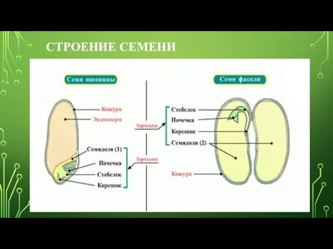 СТРОЕНИЕ СЕМЕНИ