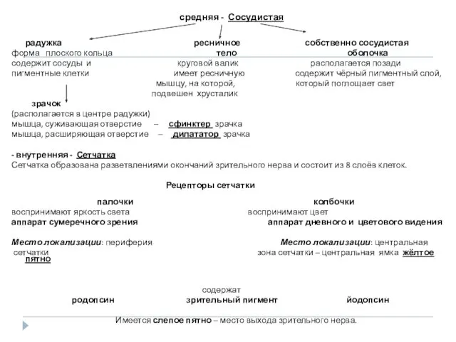 средняя - Сосудистая радужка ресничное собственно сосудистая форма плоского кольца