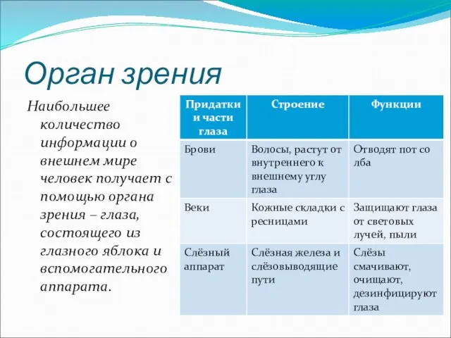 Орган зрения Наибольшее количество информации о внешнем мире человек получает