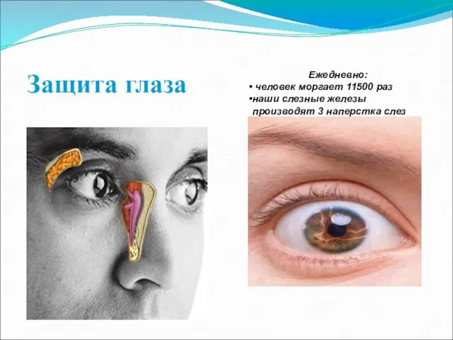 Защита глаза Ежедневно: человек моргает 11500 раз наши слезные железы производят 3 наперстка слез