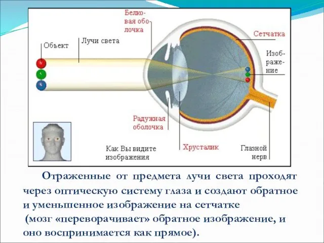 Отраженные от предмета лучи света проходят через оптическую систему глаза