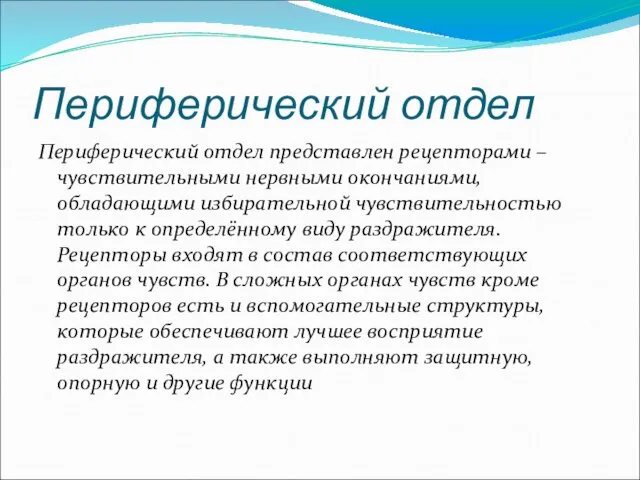 Периферический отдел Периферический отдел представлен рецепторами – чувствительными нервными окончаниями,