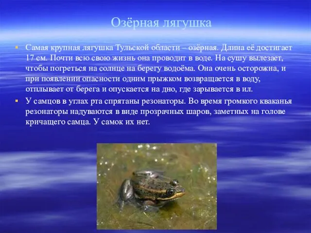 Озёрная лягушка Самая крупная лягушка Тульской области – озёрная. Длина