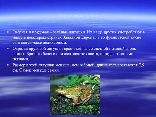 Прудовая лягушка Озёрная и прудовая – зелёные лягушки. Их чаще других употребляют в