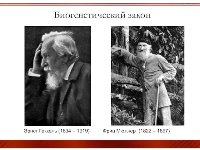 Биогенетический закон Эрнст Геккель (1834 – 1919) Фриц Мюллер (1822 – 1897)