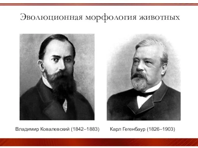 Эволюционная морфология животных Владимир Ковалевский (1842–1883) Карл Гегенбаур (1826–1903)