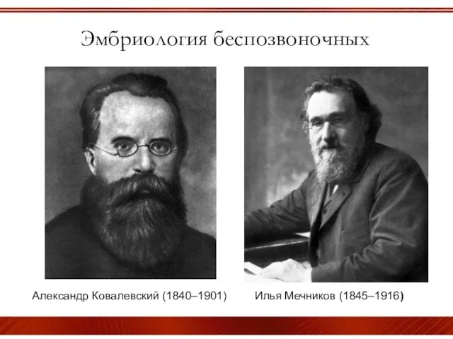 Эмбриология беспозвоночных Александр Ковалевский (1840–1901) Илья Мечников (1845–1916)