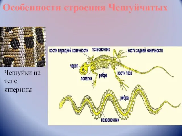 Особенности строения Чешуйчатых Чешуйки на теле ящерицы