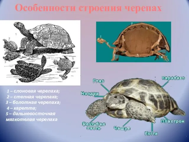 Особенности строения черепах 1 – слоновая черепаха; 2 – степная