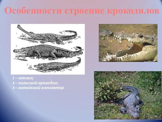 Особенности строение крокодилов 1 – гавиал; 2 – нильский крокодил; 3 – китайский аллигатор