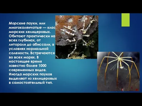 Морские пауки, или многоколенчатые — класс морских хелицеровых. Обитают практически