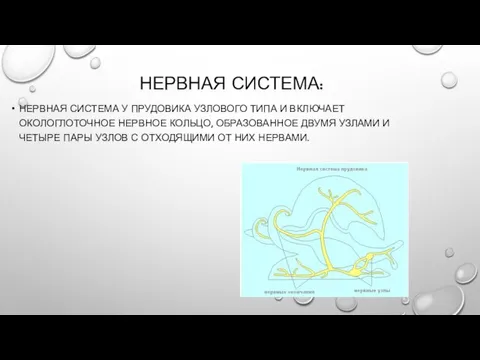 НЕРВНАЯ СИСТЕМА: НЕРВНАЯ СИСТЕМА У ПРУДОВИКА УЗЛОВОГО ТИПА И ВКЛЮЧАЕТ