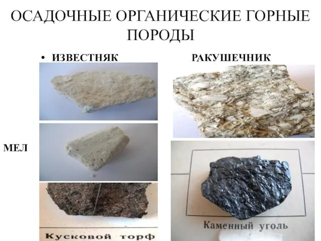 ОСАДОЧНЫЕ ОРГАНИЧЕСКИЕ ГОРНЫЕ ПОРОДЫ ИЗВЕСТНЯК МЕЛ РАКУШЕЧНИК