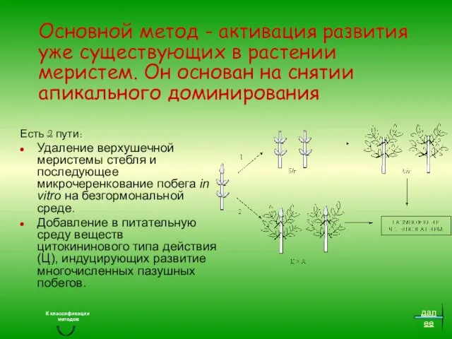 Основной метод - активация развития уже существующих в растении меристем.