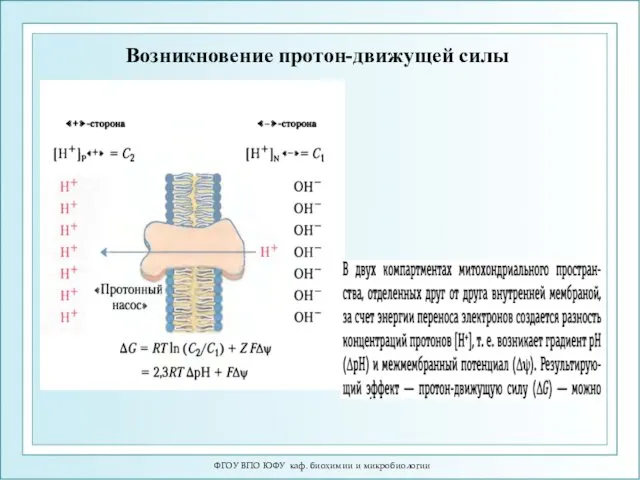 ФГОУ ВПО ЮФУ каф. биохимии и микробиологии Возникновение протон-движущей силы