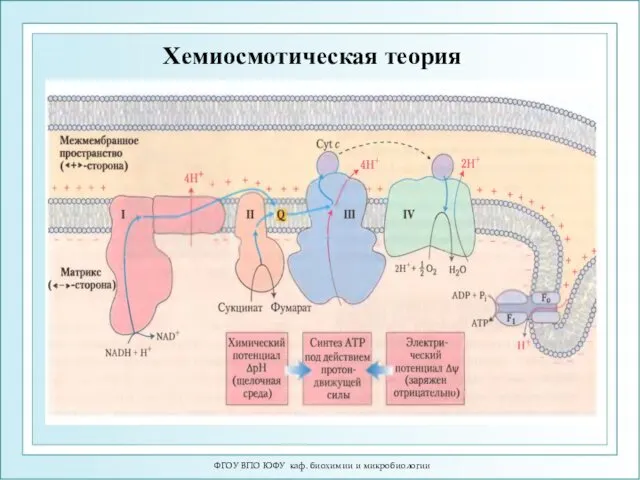 ФГОУ ВПО ЮФУ каф. биохимии и микробиологии Хемиосмотическая теория