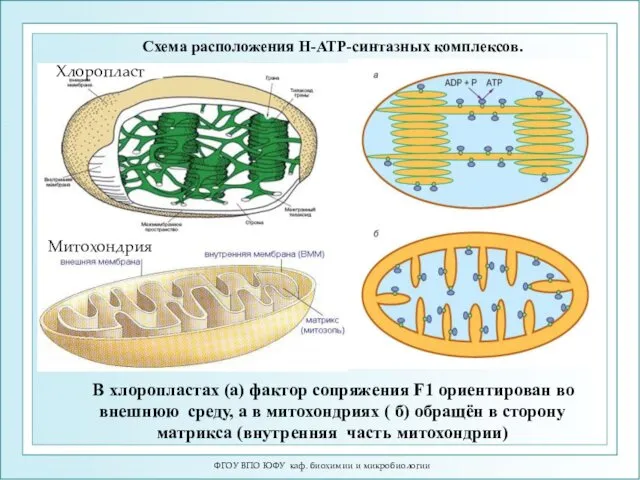 ФГОУ ВПО ЮФУ каф. биохимии и микробиологии Схема расположения H-ATP-синтазных комплексов. В хлоропластах