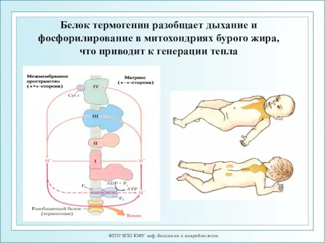 ФГОУ ВПО ЮФУ каф. биохимии и микробиологии Белок термогенин разобщает дыхание и фосфорилирование