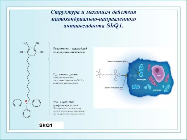 Структура и механизм действия митохондриально-направленного антиоксиданта SkQ1.