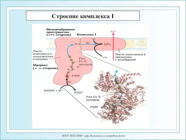 ФГОУ ВПО ЮФУ каф. биохимии и микробиологии Строение комплекса I