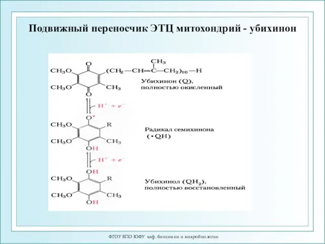 ФГОУ ВПО ЮФУ каф. биохимии и микробиологии Подвижный переносчик ЭТЦ митохондрий - убихинон