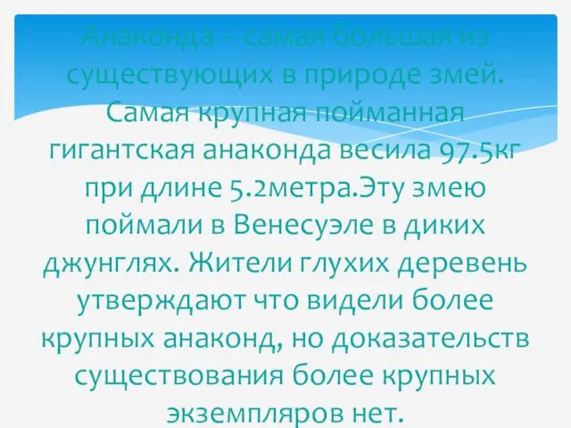 Анаконда – самая большая из существующих в природе змей. Самая