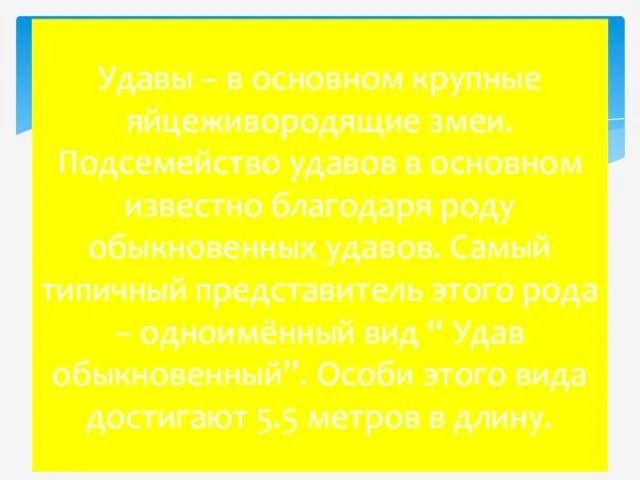 Удавы – в основном крупные яйцеживородящие змеи. Подсемейство удавов в основном известно благодаря