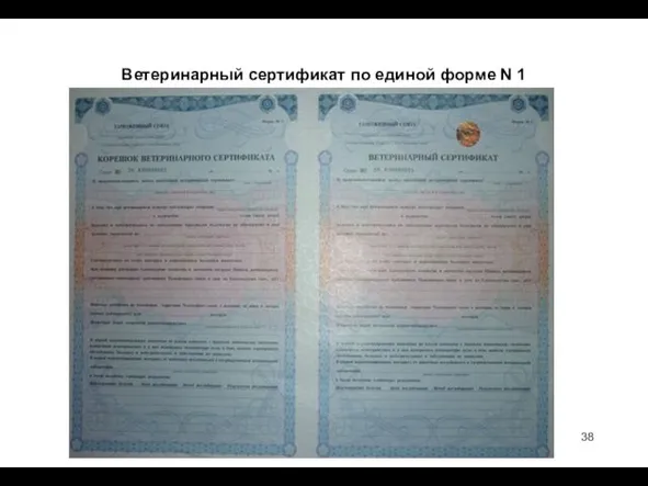 Ветеринарный сертификат по единой форме N 1