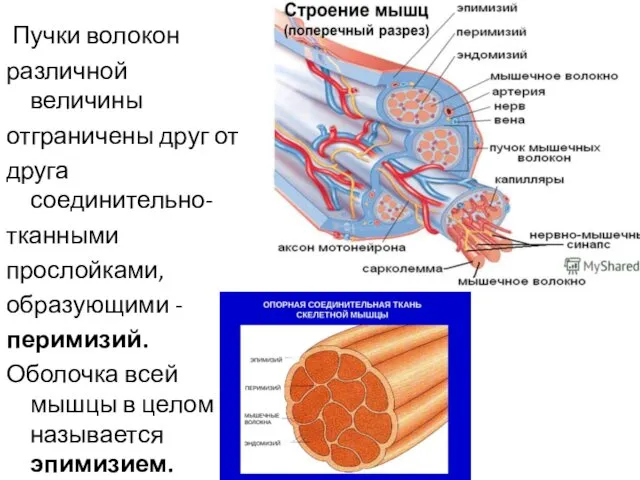 Пучки волокон различной величины отграничены друг от друга соединительно- тканными