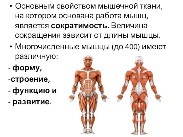 Основным свойством мышечной ткани, на котором основана работа мышц, является