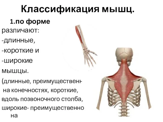 Классификация мышц. 1.по форме различают: -длинные, -короткие и -широкие мышцы.