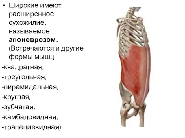 Широкие имеют расширенное сухожилие, называемое апоневрозом. (Встречаются и другие формы