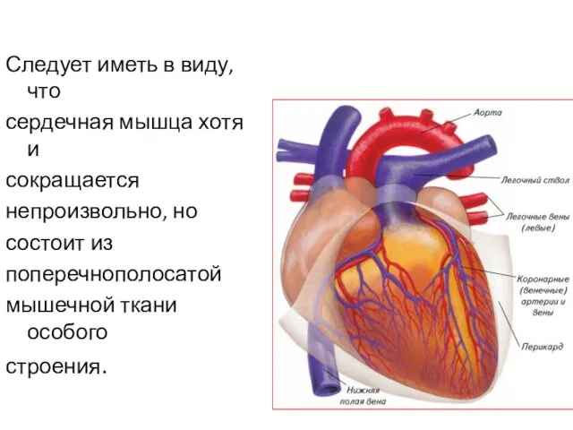 Следует иметь в виду, что сердечная мышца хотя и сокращается