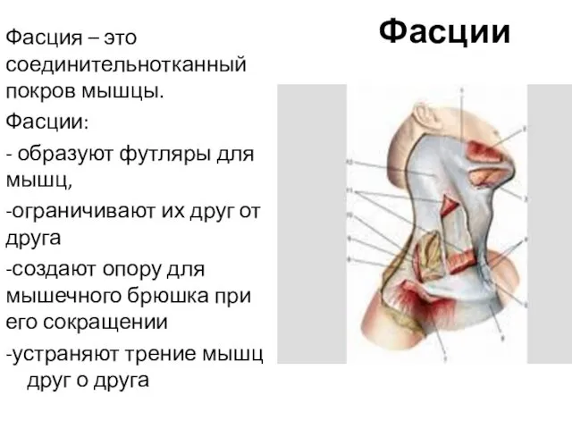 Фасции Фасция – это соединительнотканный покров мышцы. Фасции: - образуют