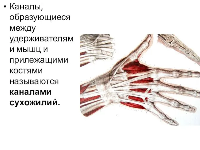 Каналы, образующиеся между удерживателями мышц и прилежащими костями называются каналами сухожилий.