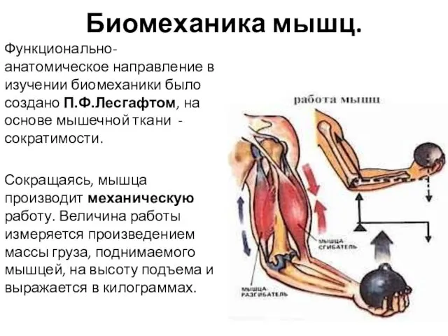 Биомеханика мышц. Функционально-анатомическое направление в изучении биомеханики было создано П.Ф.Лесгафтом,