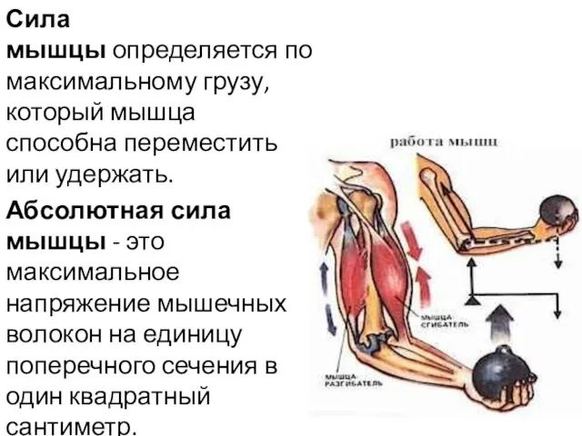 Сила мышцы определяется по максимальному грузу, который мышца способна переместить