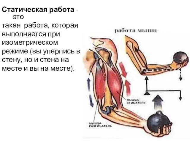 Статическая работа - это такая работа, которая выполняется при изометрическом