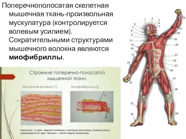 Поперечнополосатая скелетная мышечная ткань-произвольная мускулатура (контролируется волевым усилием). Сократительными структурами мышечного волокна являются миофибриллы.