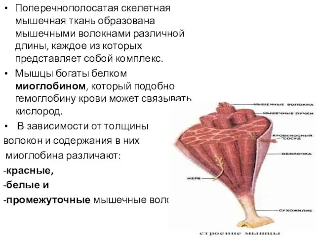 Поперечнополосатая скелетная мышечная ткань образована мышечными волокнами различной длины, каждое