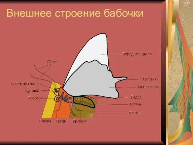 Внешнее строение бабочки