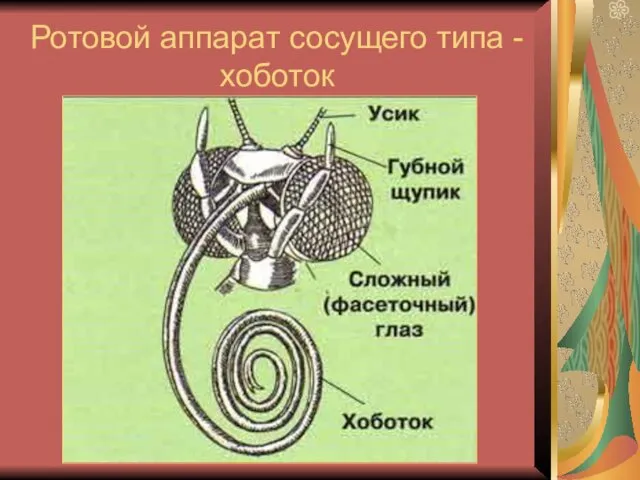 Ротовой аппарат сосущего типа - хоботок