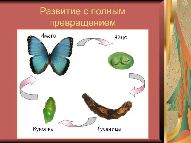 Развитие с полным превращением