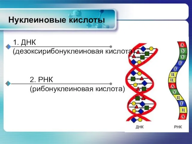 Нуклеиновые кислоты 1. ДНК (дезоксирибонуклеиновая кислота)