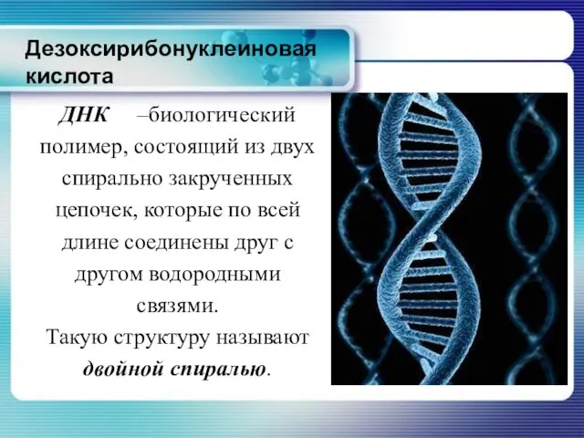 Дезоксирибонуклеиновая кислота ДНК –биологический полимер, состоящий из двух спирально закрученных цепочек, которые по