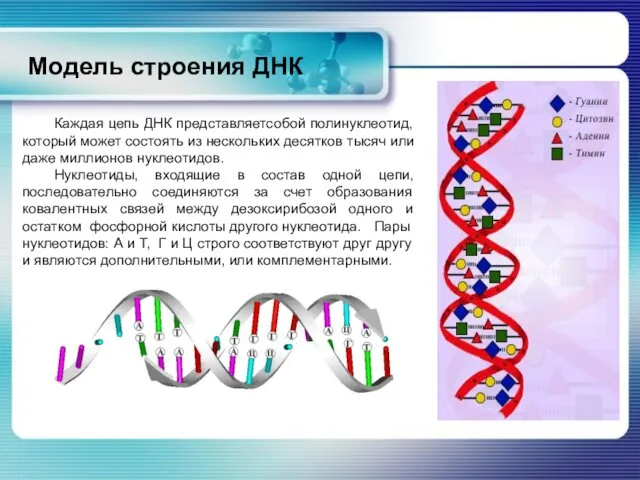 Модель строения ДНК Каждая цепь ДНК представляетсобой полинуклеотид, который может состоять из нескольких