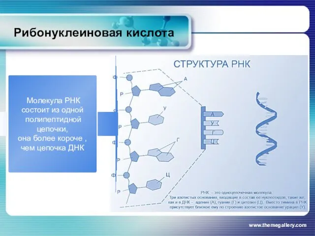 www.themegallery.com Рибонуклеиновая кислота Молекула РНК состоит из одной полипептидной цепочки, она более короче